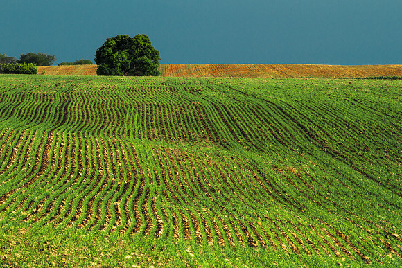 field of green