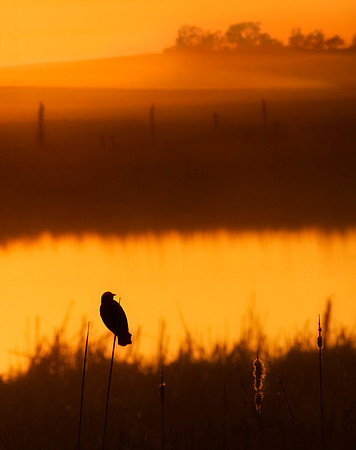 Sunset bird