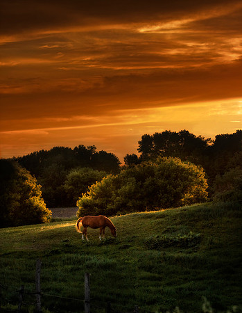 Horse on the range