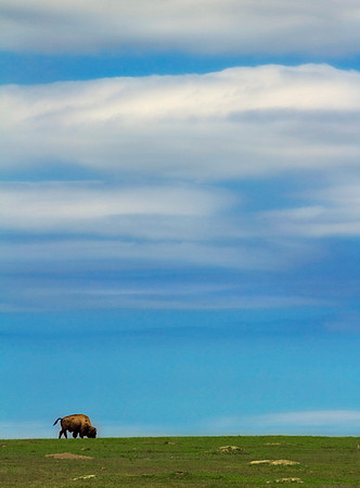 Bison Peace