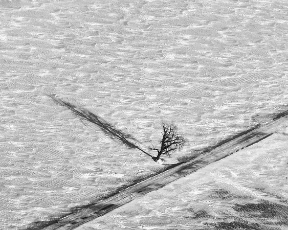 "Lone Tree"      By: Dan Francis