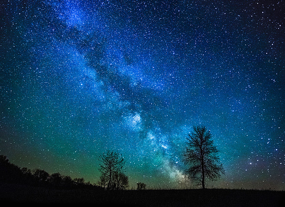 Tree of life