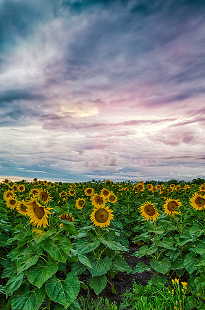Sunflower field