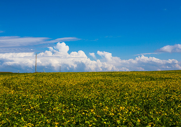 Field of gold