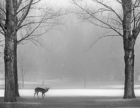 "Hello Deer"    By: Dan Francis