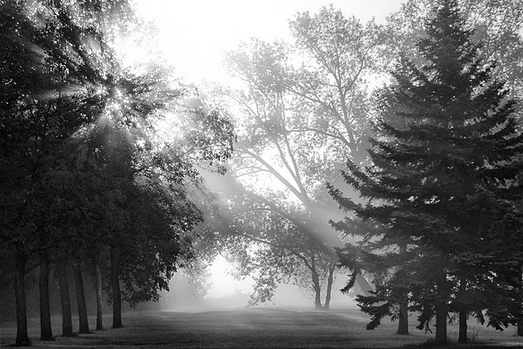 "Foggy Morning" By: Dan Francis